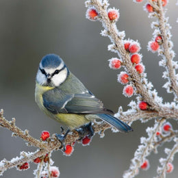 2026 Wall Calendar - Birds Vogel