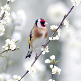2026 Wall Calendar - Birds Vogel