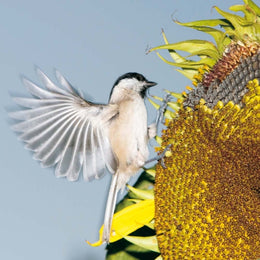 2026 Wall Calendar - Birds Vogel