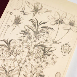 Hobonichi A5 Graph Notebook - Tomitaro Makino: Yamazakura